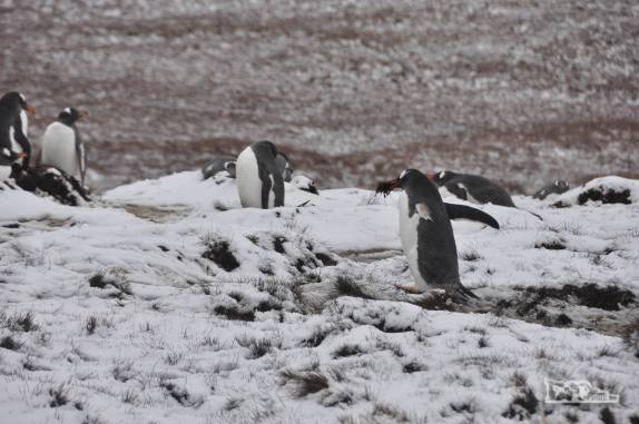 Apesar da neve, um pinguim gentoo continua a construir seu ninho perto de Stromness, na Geórgia do Sul